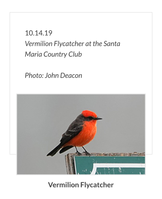 10.14.19 Vermilion Flycatcher at the Santa Maria Country Club  Photo: John Deacon Vermilion Flycatcher