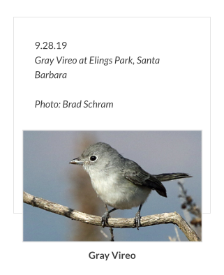 9.28.19 Gray Vireo at Elings Park, Santa Barbara  Photo: Brad Schram Gray Vireo