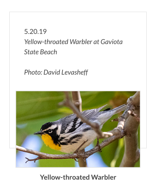 5.20.19 Yellow-throated Warbler at Gaviota State Beach  Photo: David Levasheff Yellow-throated Warbler