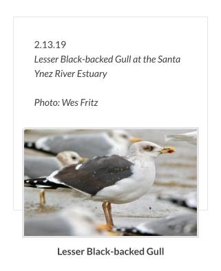 2.13.19 Lesser Black-backed Gull at the Santa Ynez River Estuary                      Photo: Wes Fritz Lesser Black-backed Gull